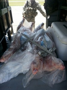 Two hogs tied down in the aircraft.